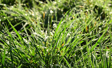 Close-up and texture of fresh green grass with moist drops of dew that glisten in the sunlight