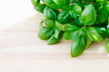 Green leaves of a basil.