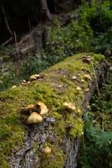 Switzerland Mushrooms