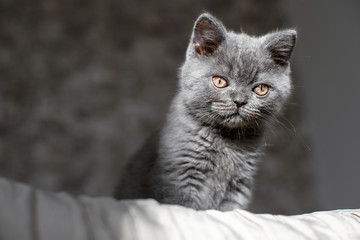 Blue british shorthair kitten is sitting. Gray cat on the bed with a serious look