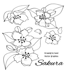 Flowers, black . The art on the white background set of Sakura. drawing by hand. Vector graphics.