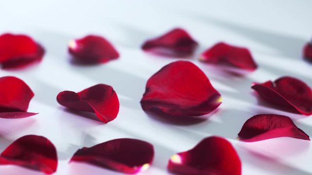 Płatki r&oacute;ż na białym tle, panorama 