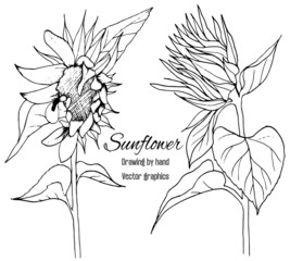 Sunflower, set, hand drawing, black line isolated on white background. - Vector graphics.