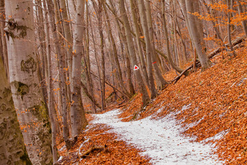 forest path in dry winter scene