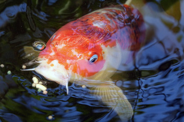 Koi