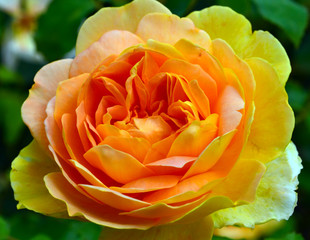 Yellow rose in Queen Mary's Rose Gardens, London