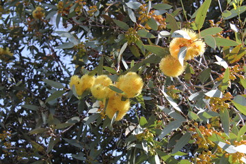 Tree with puffy yellow flowers