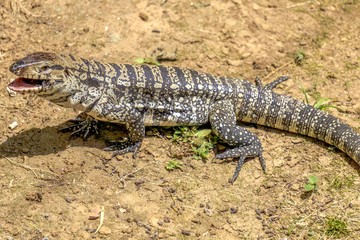 lizard after feasting on a bat