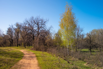 Fototapeta premium The trail in the woods in early spring and birch with young leaves near trail