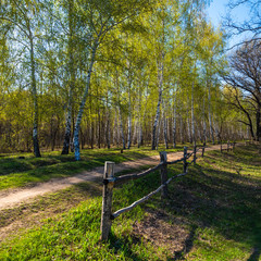 Trail in a national park with birch trees with young leaves and a wooden fence