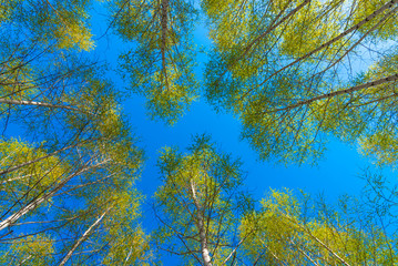Spring natural background - crowns of birches with new leaves against the blue sky - bottom view