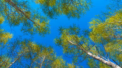 Spring natural background - crowns of birches with new leaves against the blue sky - bottom view