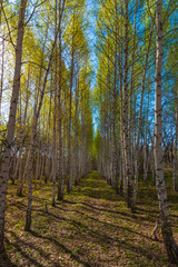 Spring park on a sunny day - rows of tall birches with young leaves