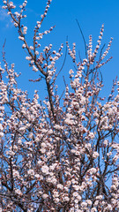 Spring natural background - branches of a blossoming apricot tree with many small flowers against a blue sky
