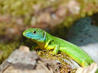 lizard on rock