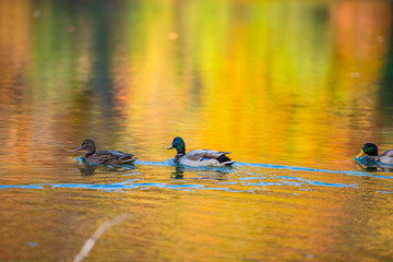 Wild duck on the lake