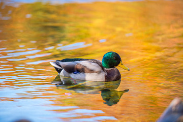 Wild duck on the lake