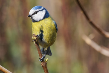 Eurasian blue tit (Cyanistes caeruleus)