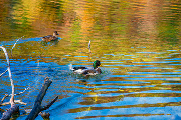 Wild duck on the lake