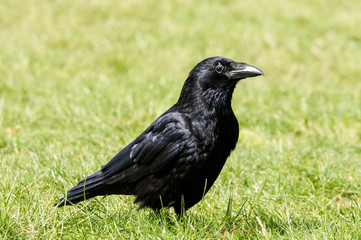 Obraz premium Carrion Crow (Corvus corone corone)