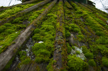 Fototapeta premium green moos on the wooden roof