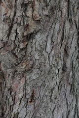 The textured surface of the bark of the old perennial deciduous tree