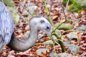 greater rhea bird in nature 