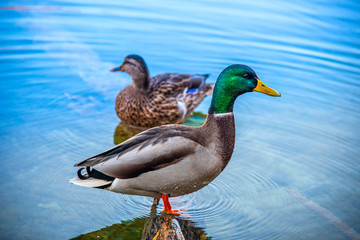 duck in the water