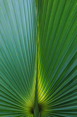 Back lighted palm leaf, close up texture