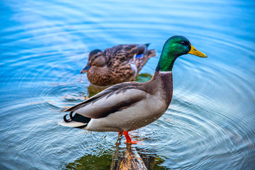 Wild duck