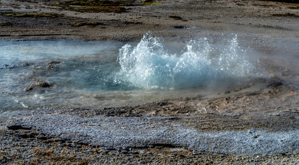 Mustard Spring, Norris Geyser Basin, Yellowstone