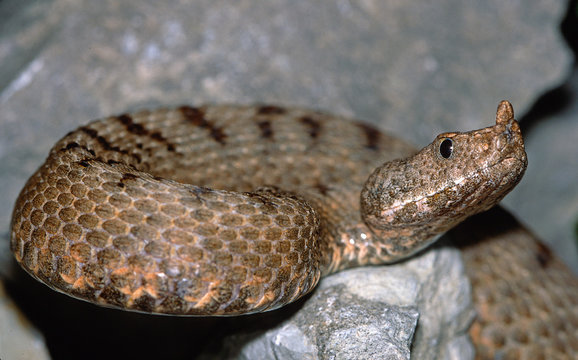 Transcaucasian sand viper / Kleinasiatische Hornotter (Vipera transcaucasiana)