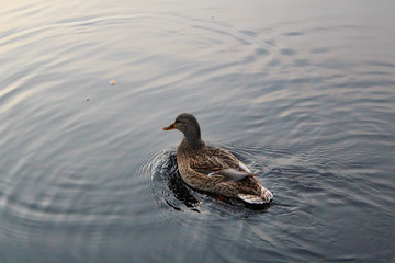river duck Mallard in the river in autumn