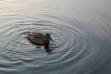 river duck Mallard in the river in autumn