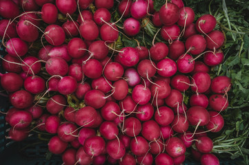 Radishes Top view of many radishes. Radishes texture
