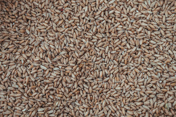 Sunflower seed. Top view of sunflower seeds. Sunflower Seed Grains Texture