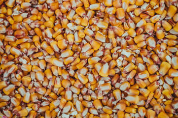 A grain of corn. Top view of corn kernels. Corn kernels texture