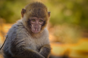 Small baby macaque monkey