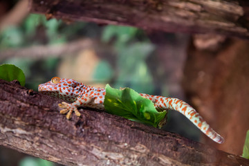 Tokay gecko is sitting on a tree branch. Exotic animal.