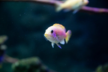 Colorful bright reef fish. Fish in the aquarium.