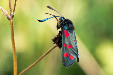 Six Spot Burnet Moth