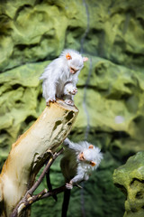 Silver marmoset Mico argentatus sits on a log and eats.
