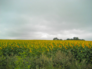 Beautiful sunflowers field  natural background. Sunflower blooming.