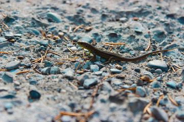 Little lizard runs on stony paving stones