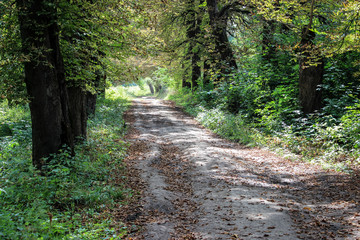 Deserted pedestrian alley in an old and abandoned park