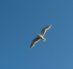 seagull in flight