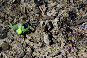 A beautiful little green spider runs on the ground