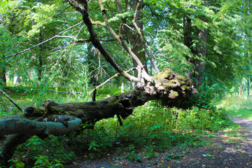 A fallen tree in an abandoned park near a pedestrian walkway..