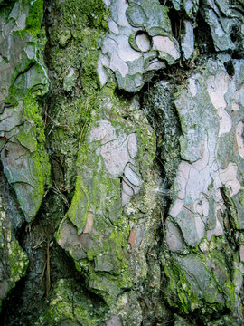 A Bark Of A Very Old Tree