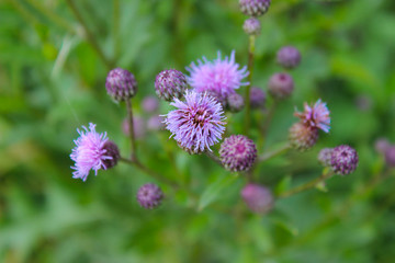 Delicate pink sow thistle flowers close-up